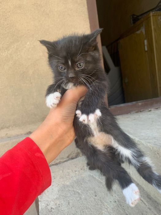 Отдам котят в добрые руки