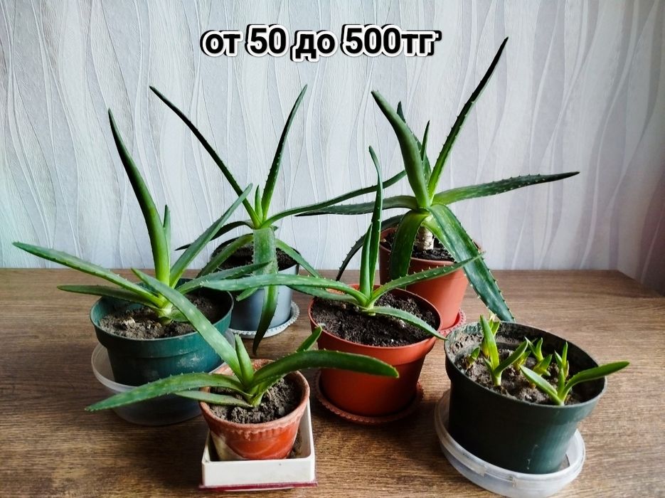 Цветы цветы цветы