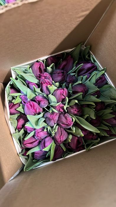 Тюльпан оптом 650