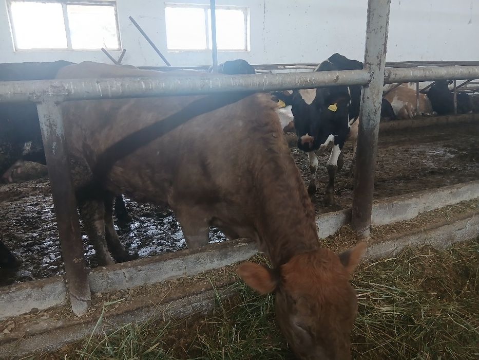 sheved sigir sotiladi