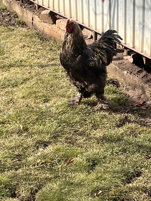 Продам петуха молодой