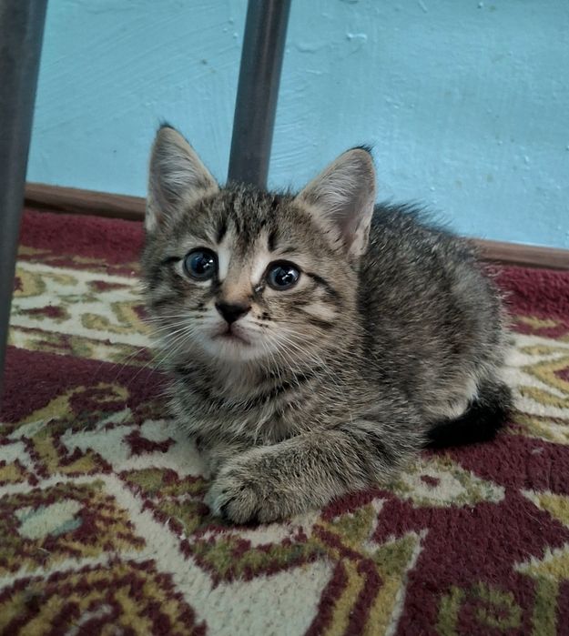 Отдам котёнка в добрые руки