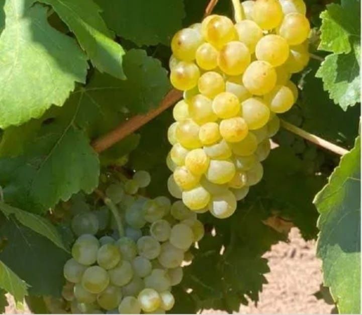 Butasi certificați și autorizati