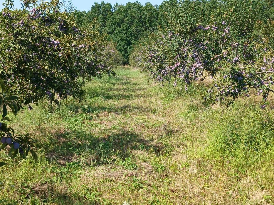Vand prune bio, proapăt culese