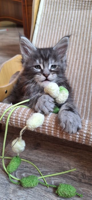 Котята  мейн-кун