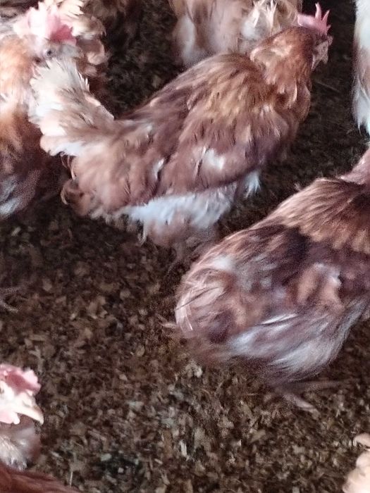 Găini de ouat vișini Yasa Brown