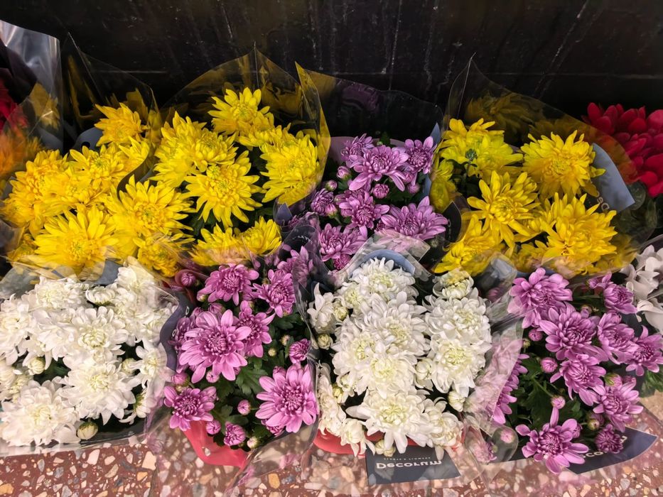 Роза каланхоэ бегония цикламен