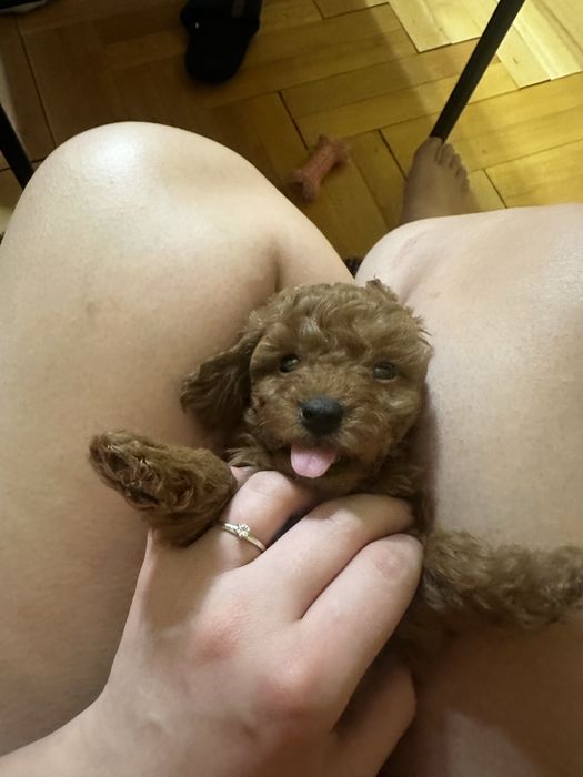 Toy poodle,  той пудели