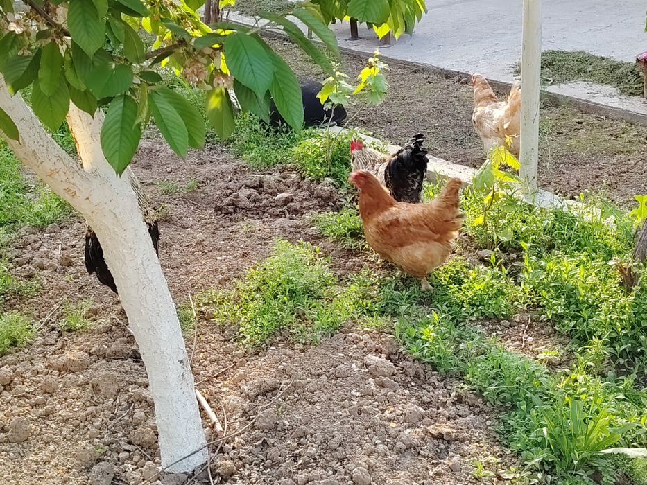 Петух / Хурозлар сотилади