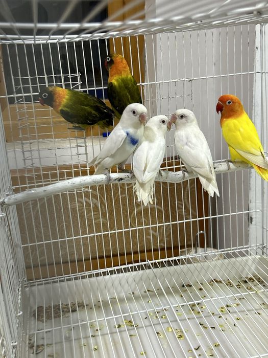 Продаетса неразлучники Разные