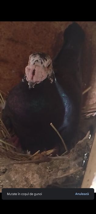 Vând voiajori dragoni