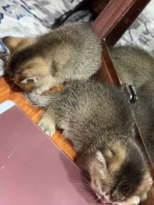 Коцята 1,5 месячные