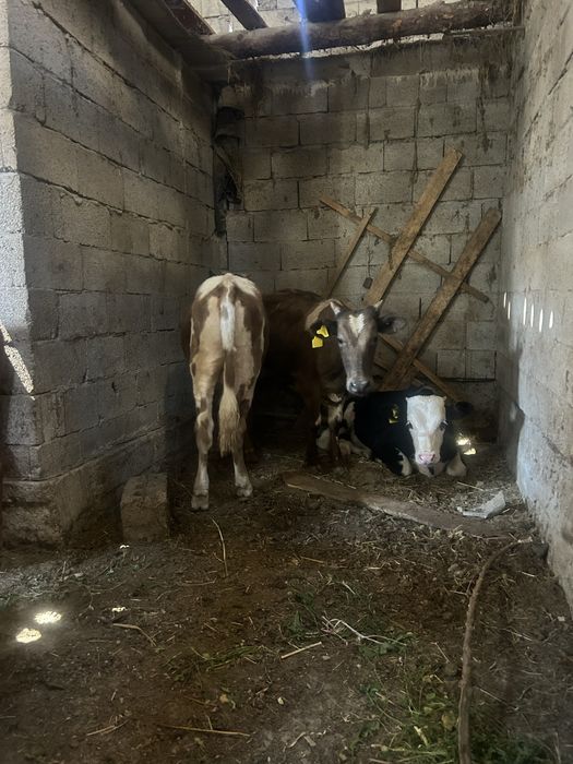 Подсос бұзау бучок 7 бас бар