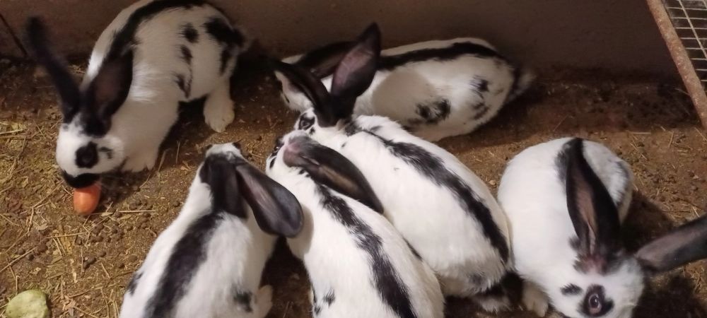 Зайци Пеперуда Свеликан и чиста пеперуда