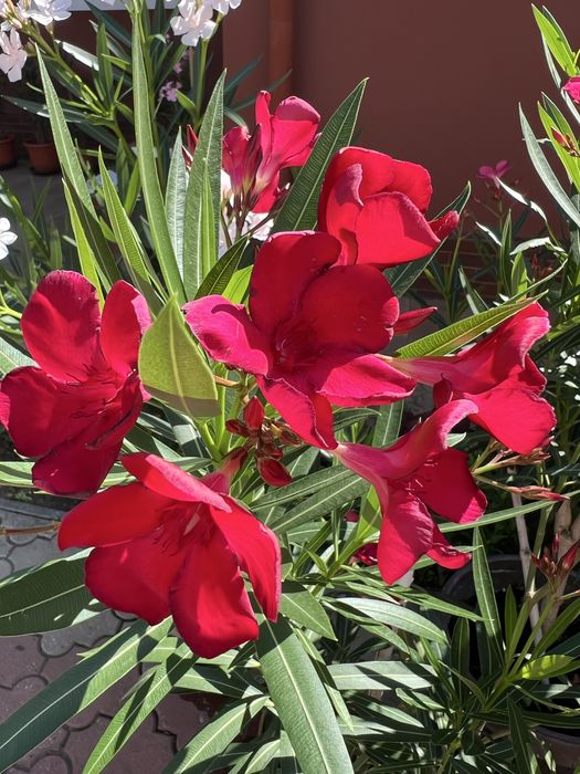 Leandrii toate culorile la 2,5m ,2m