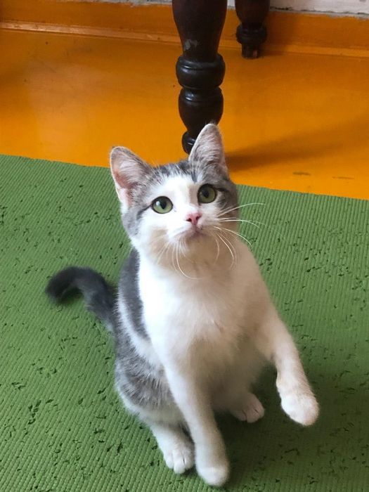 Отдам котенка в хорошие руки