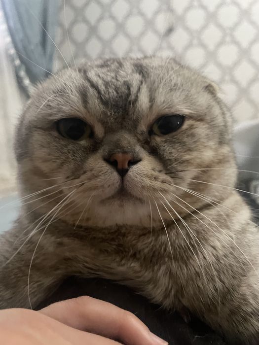 Продам шотланского котенка