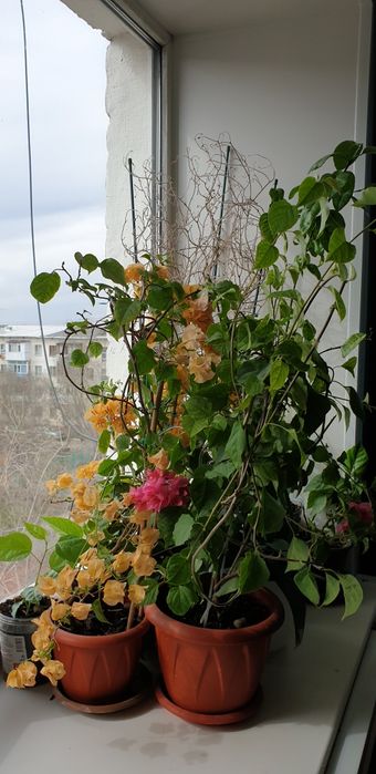 комнатные растения,цветы!!!