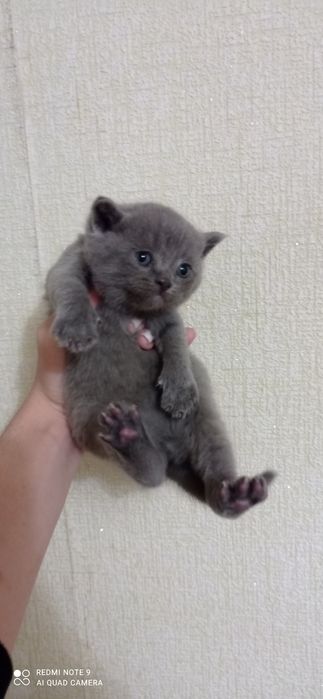 Тоза британ боласи