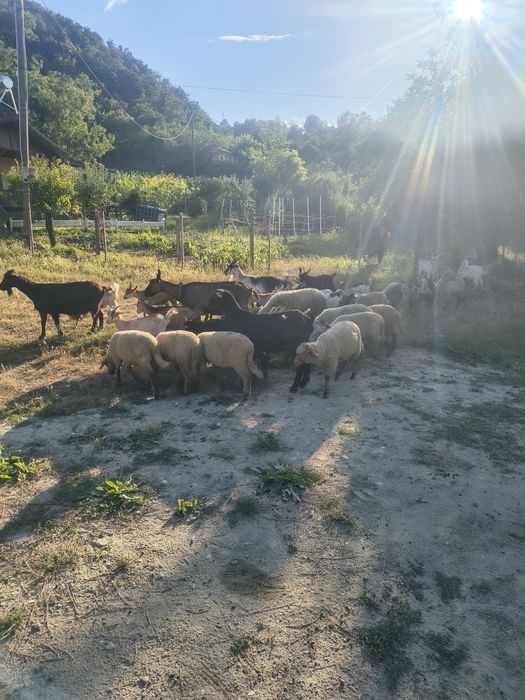Vând ezi și mieii la kg