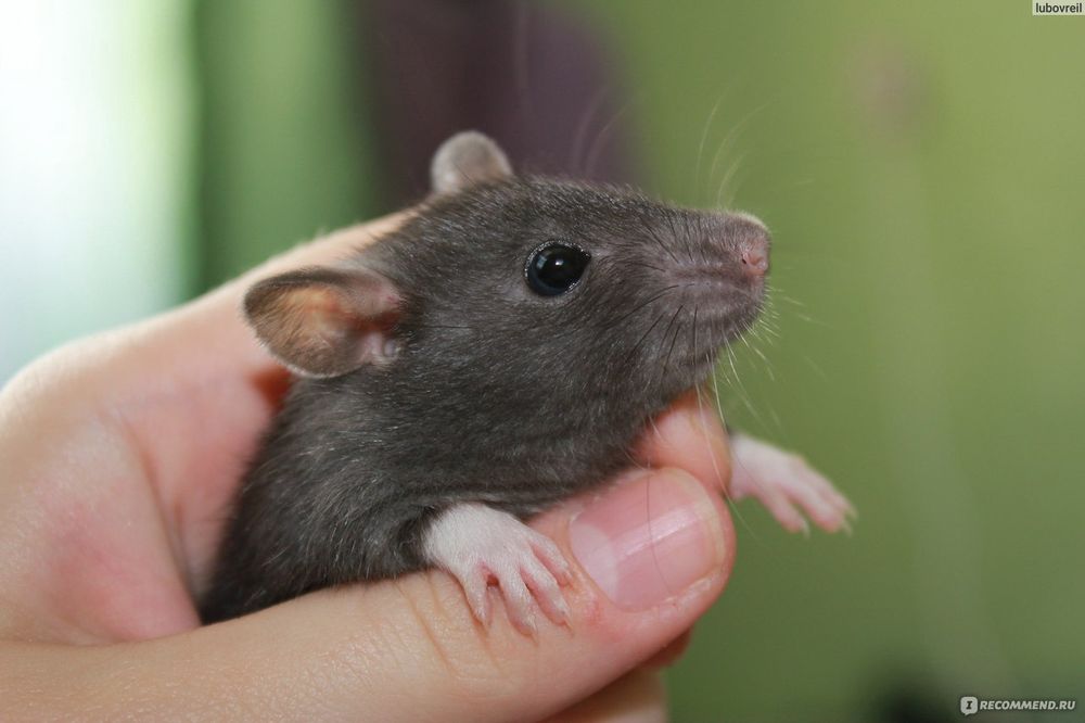 Породам декоративных крыс