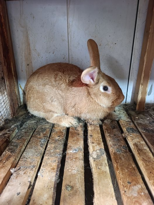 Burgun samka 8 oyli boğoz.