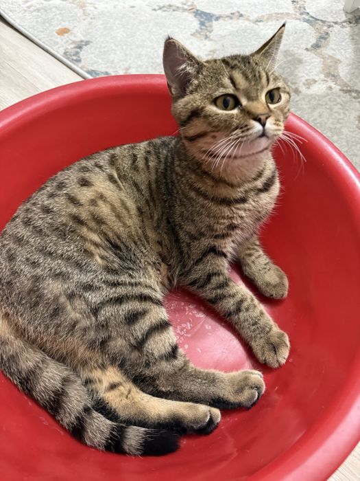 Продается британский кот