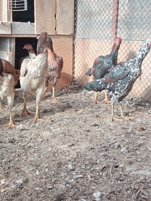 Продам бойцовский курицы