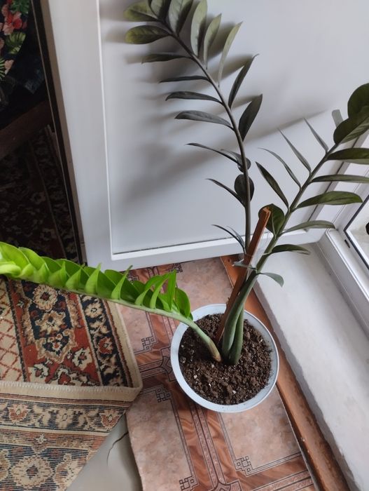 Долларовое деревце.