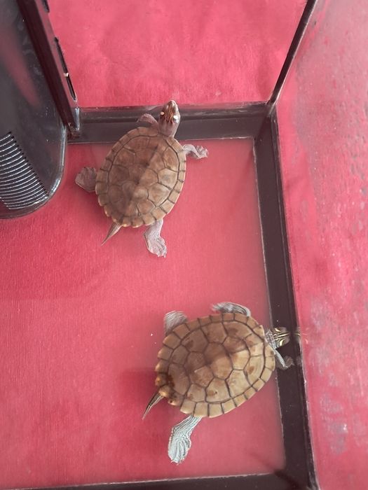 Vand broasca testoasa