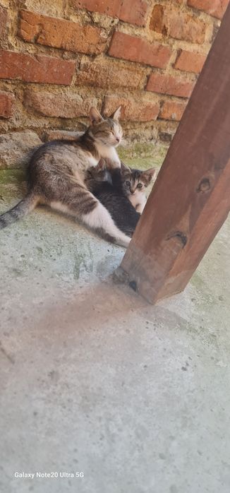 Котенца търсят дом