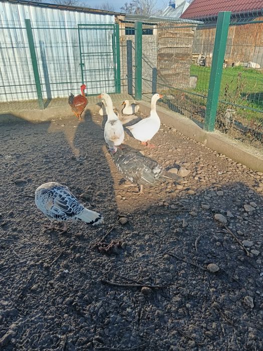 Vând pasari : Rățoi