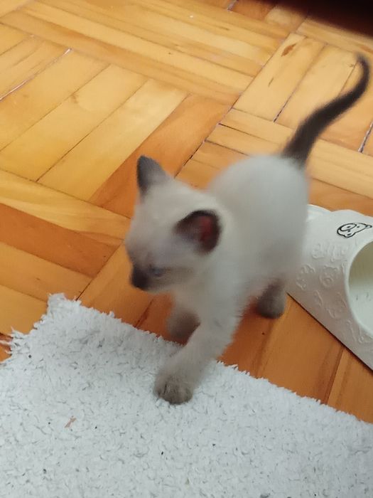 Мъжко сиамско коте  на 2 месеца