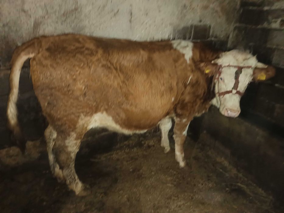 Juninca Bălțata românească