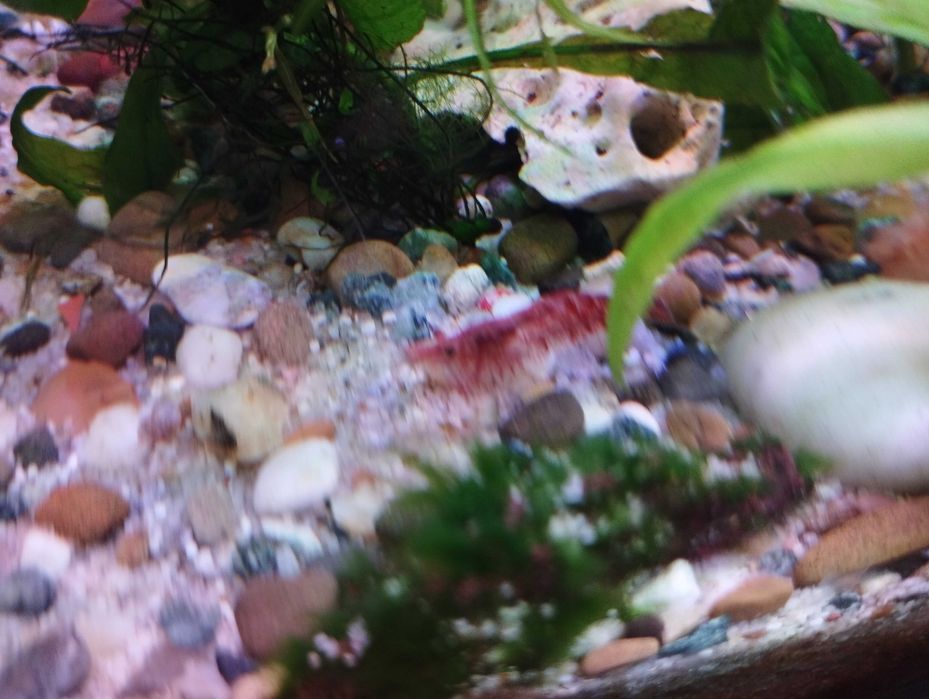 Vând pești acvariu, ancistrusi, creveți