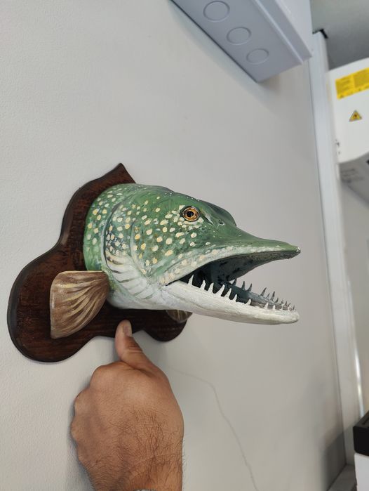 Трофей глава на риба щука