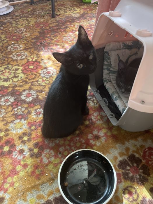 Котенок Уголек ищет семью.