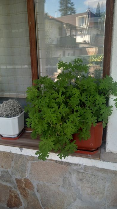 Голямо индрише в саксия