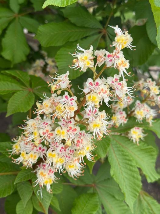 Продам саженцы каштана