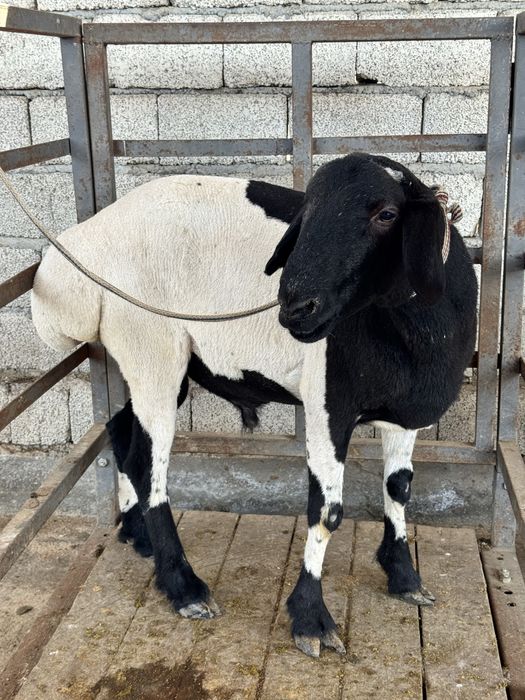 70 kg tirik vaznli qo‘y – Uyingizda so‘yib beramiz, 6,65mln