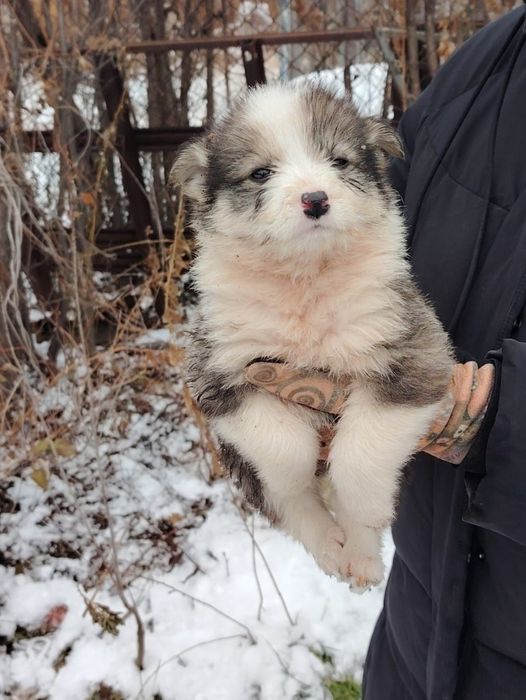 Отдам щенка в добрые руки