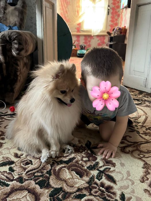 Шпиц 1,5 кода продаем