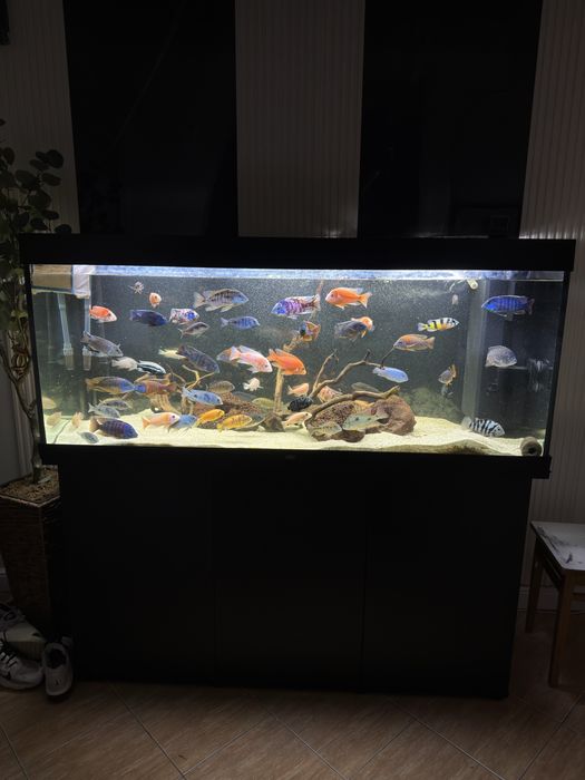 VAND URGENT! Acvariu Juwel Rio 450l cu pesti