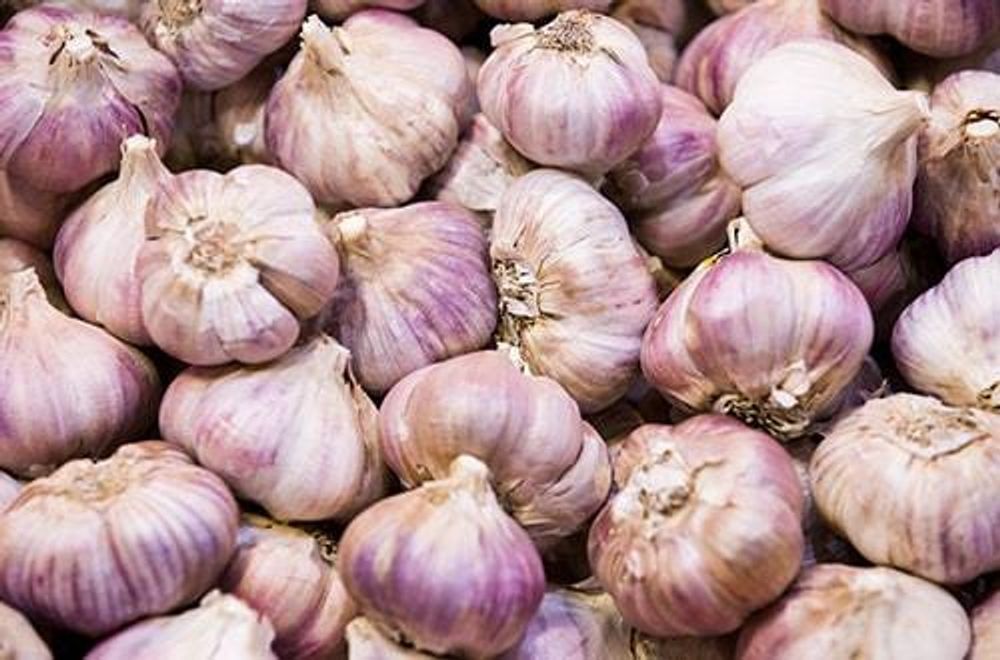 Продам домашний чеснок