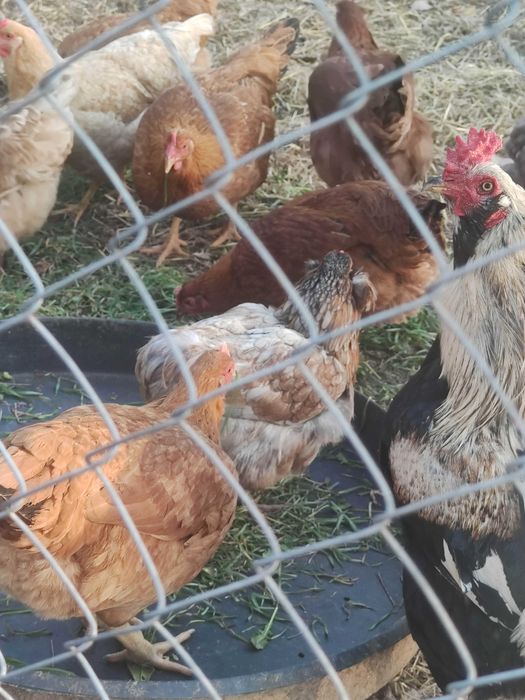 Oua pentru incubat araucana (verzi)