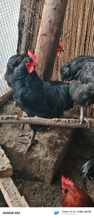 Хонаки товук хурозлар