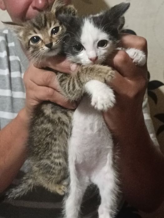 Отдаём котят в хорошие руки