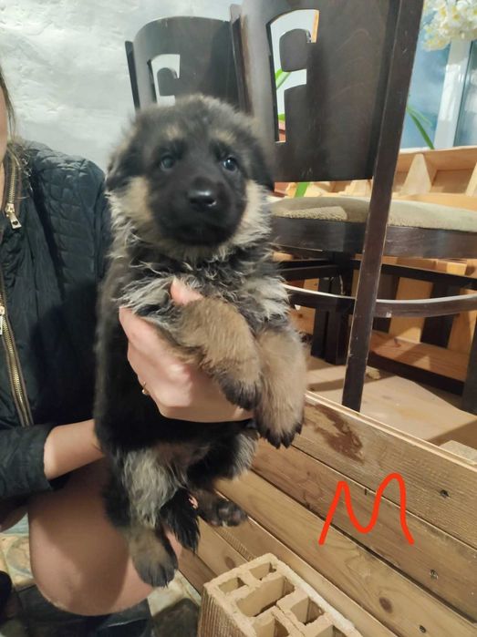 Немска овчарка   свободни - 5 мъжки и 1 женско