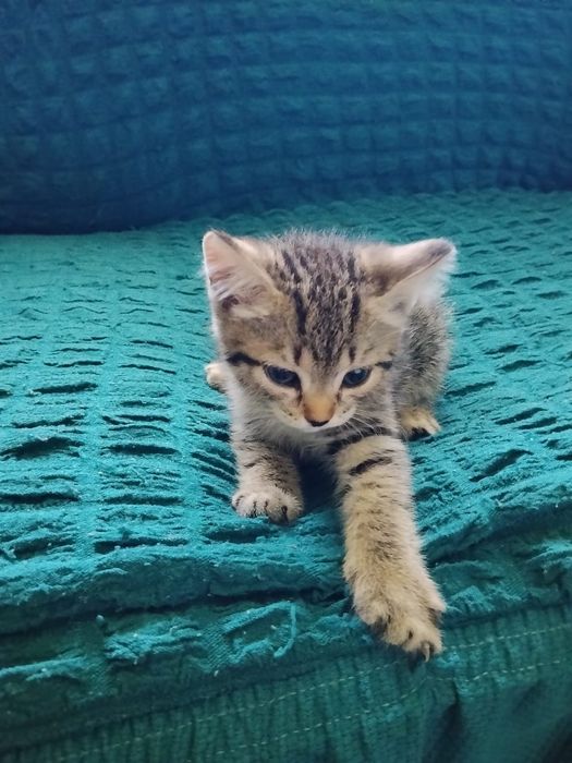 Отдам котят в хорошие руки