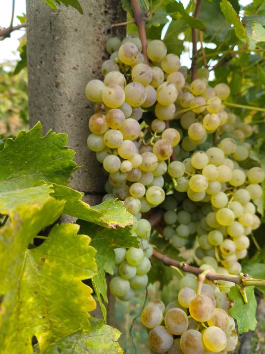 Vand struguri pentru vin